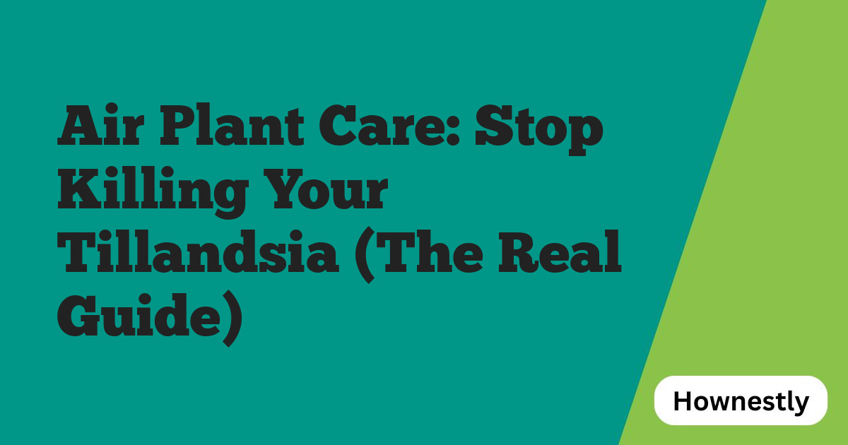 Air Plant Care: Stop Killing Your Tillandsia (The Real Guide)
