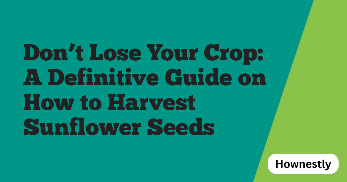 Don’t Lose Your Crop: A Definitive Guide on How to Harvest Sunflower Seeds