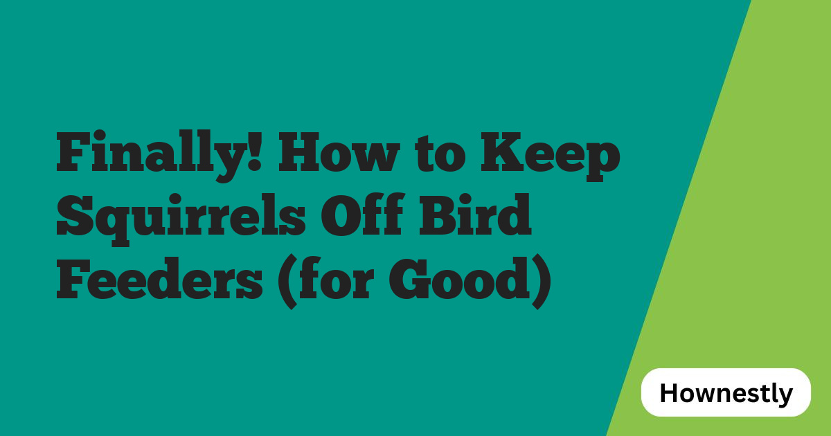 Finally! How to Keep Squirrels Off Bird Feeders (for Good)