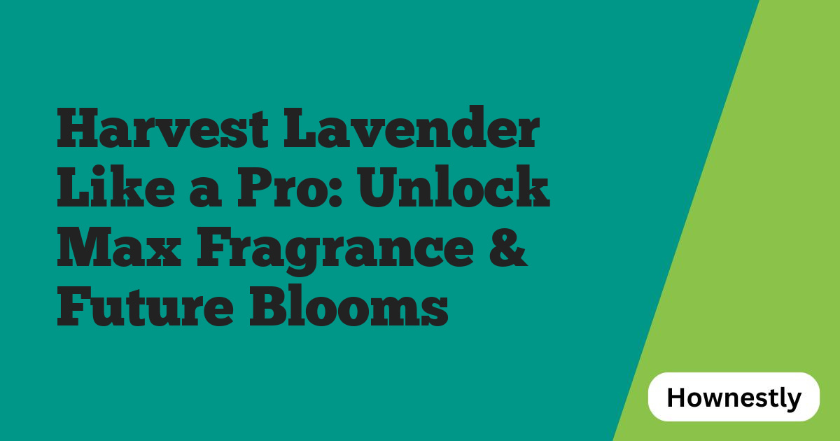 Harvest Lavender Like a Pro: Unlock Max Fragrance & Future Blooms
