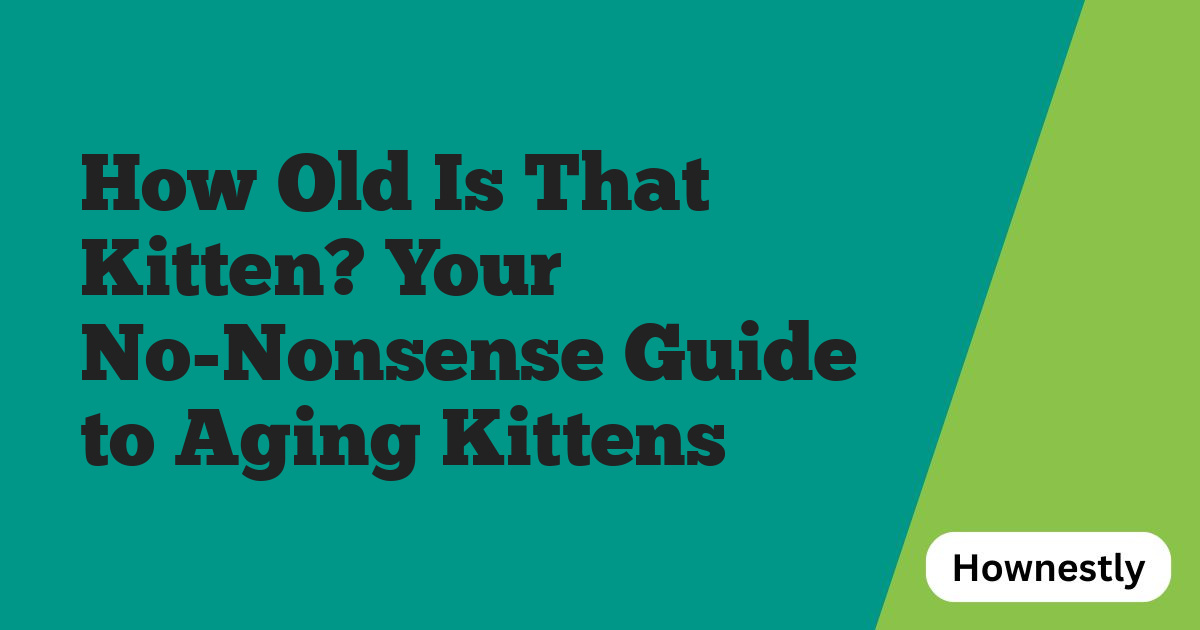 How Old Is That Kitten? Your No-Nonsense Guide to Aging Kittens