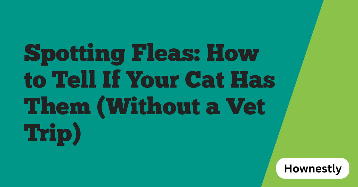 Spotting Fleas: How to Tell If Your Cat Has Them (Without a Vet Trip)