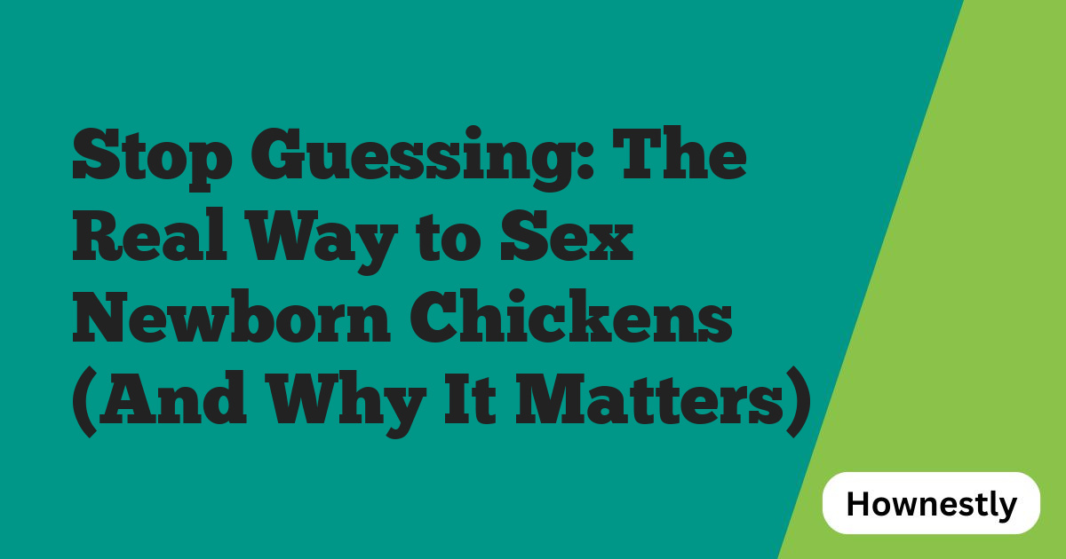 Stop Guessing: The Real Way to Sex Newborn Chickens (And Why It Matters)