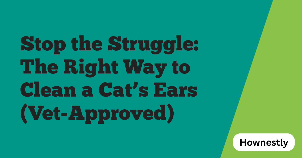 Stop the Struggle: The Right Way to Clean a Cat’s Ears (Vet-Approved)