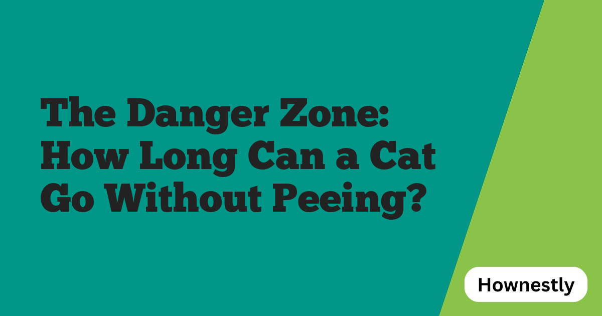 The Danger Zone: How Long Can a Cat Go Without Peeing?