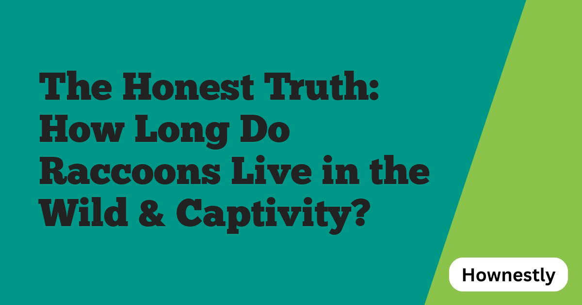 The Honest Truth: How Long Do Raccoons Live in the Wild & Captivity?