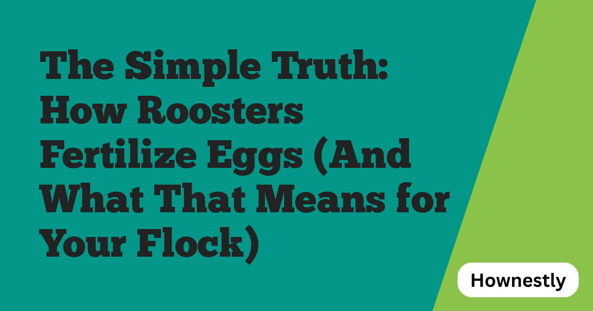 The Simple Truth: How Roosters Fertilize Eggs (And What That Means for Your Flock)
