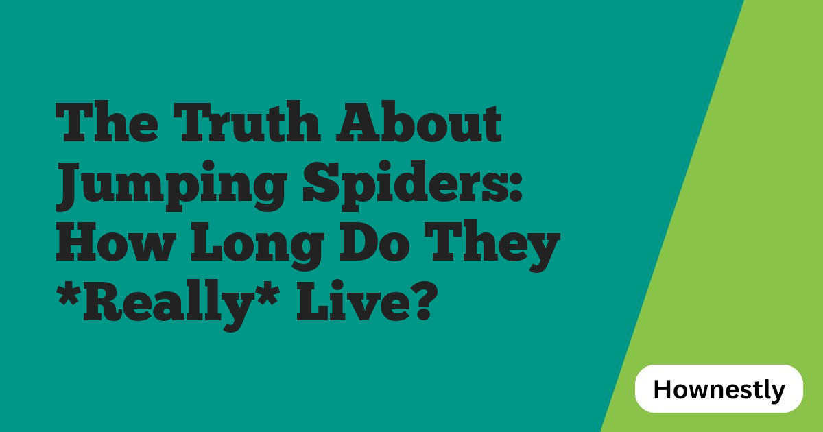 The Truth About Jumping Spiders: How Long Do They *Really* Live?