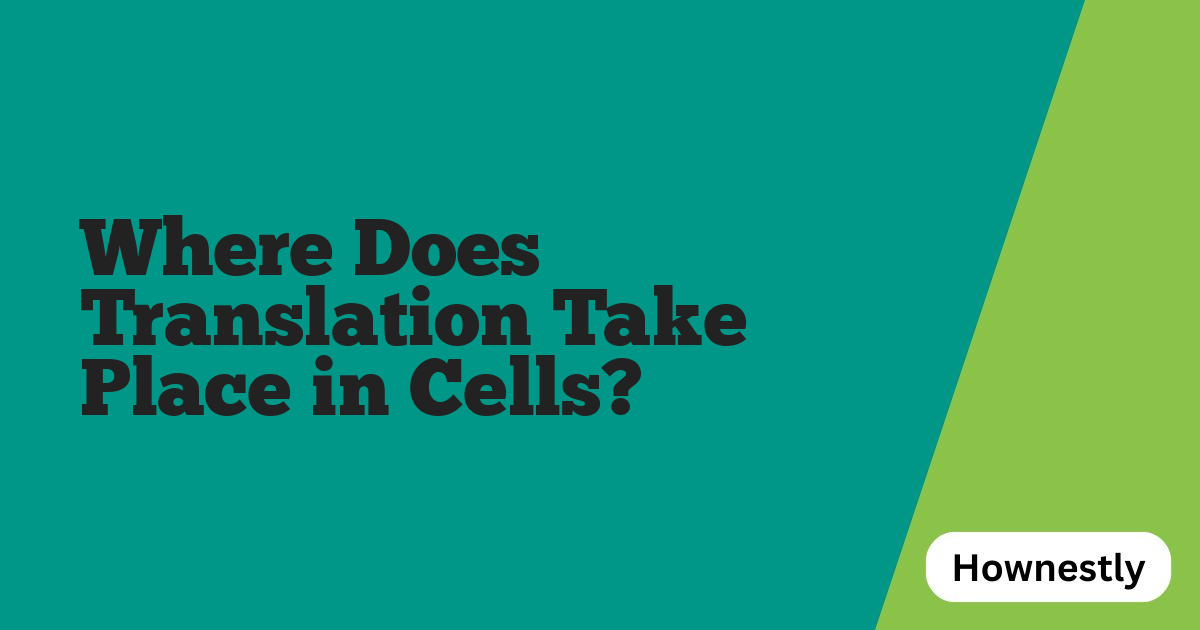 Where Does Translation Take Place in Cells?