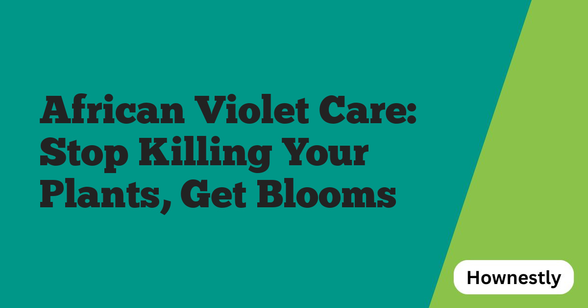 African Violet Care: Stop Killing Your Plants, Get Blooms