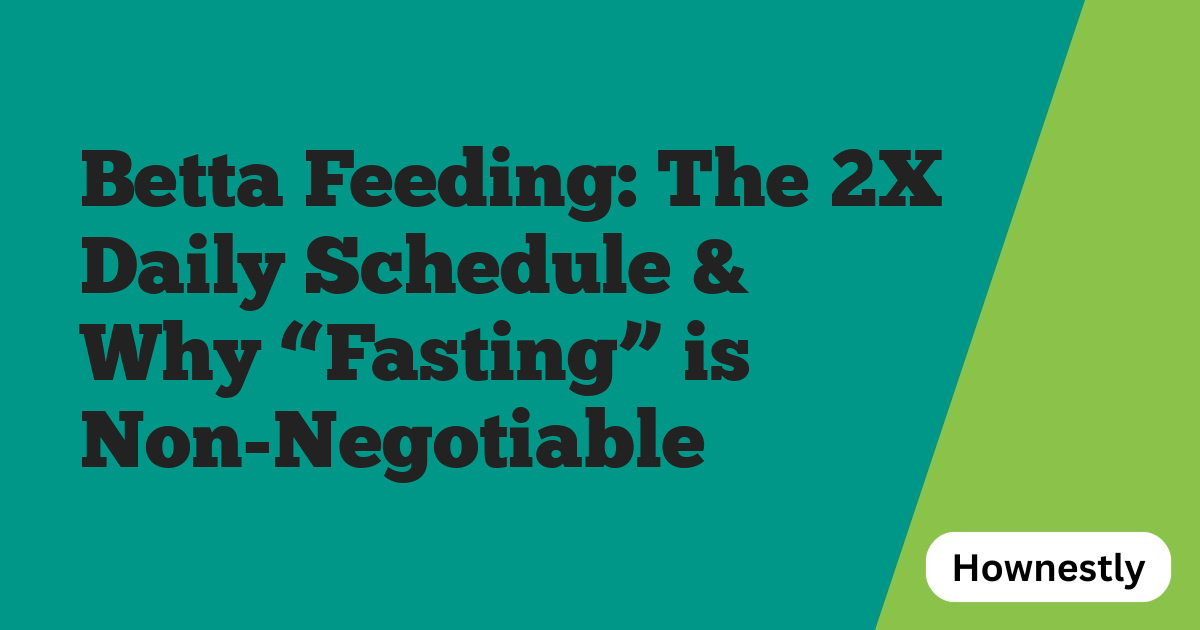 Betta Feeding: The 2X Daily Schedule & Why “Fasting” is Non-Negotiable