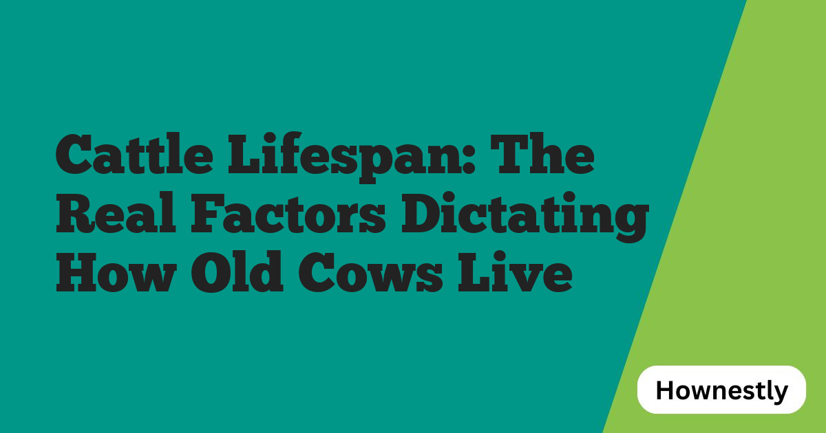 Cattle Lifespan: The Real Factors Dictating How Old Cows Live