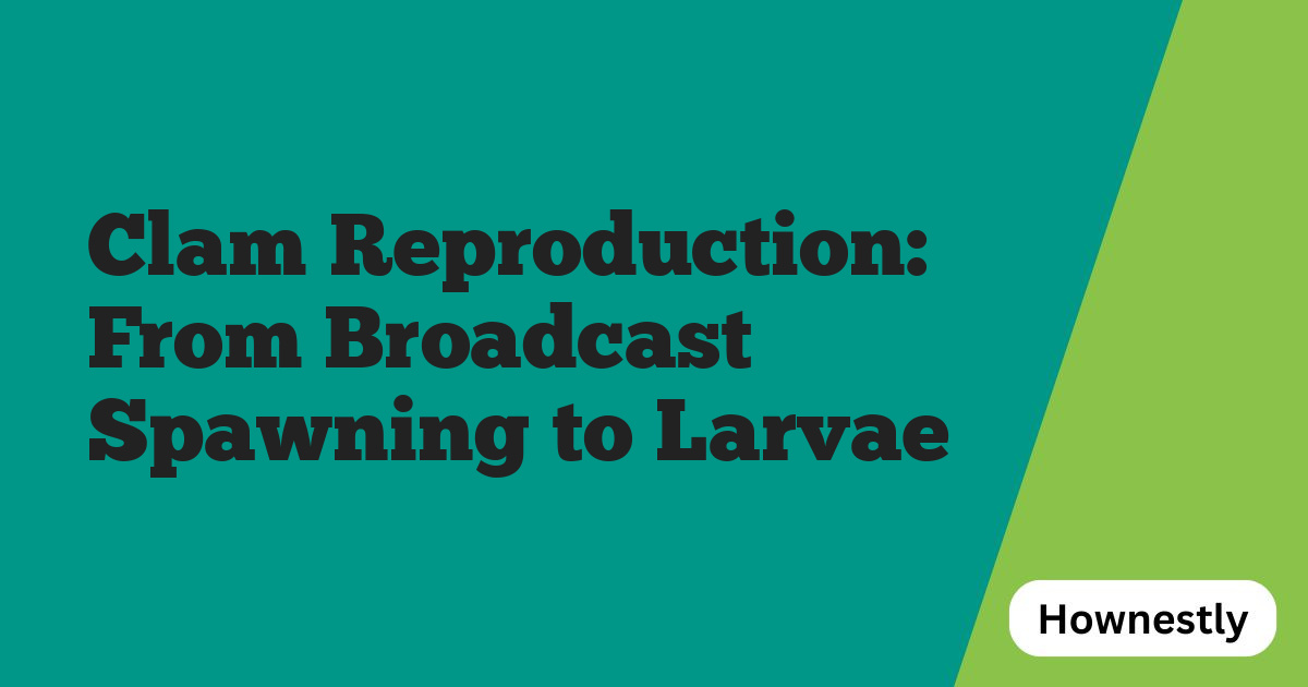 Clam Reproduction: From Broadcast Spawning to Larvae