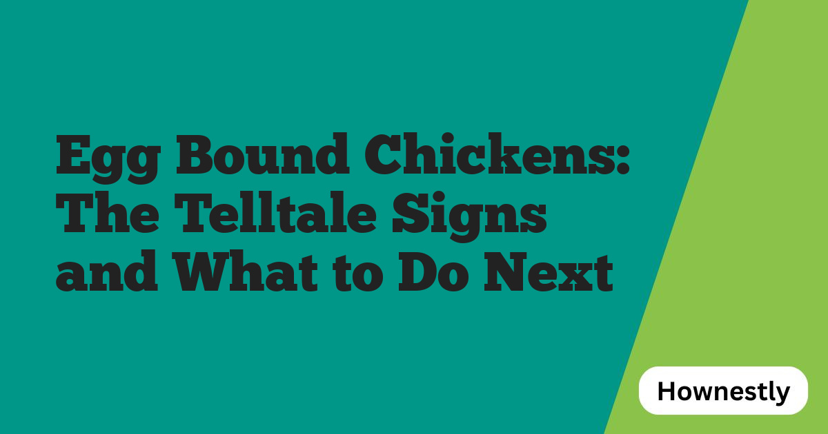 Egg Bound Chickens: The Telltale Signs and What to Do Next