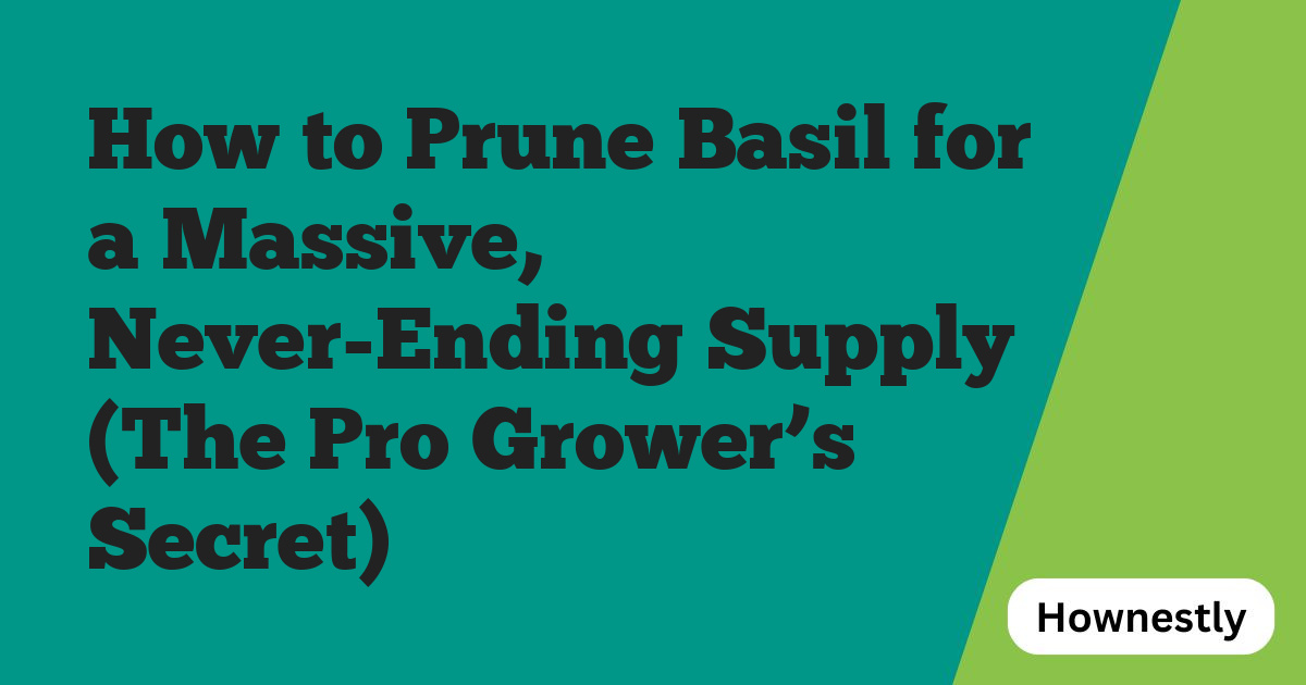 How to Prune Basil for a Massive, Never-Ending Supply (The Pro Grower’s Secret)