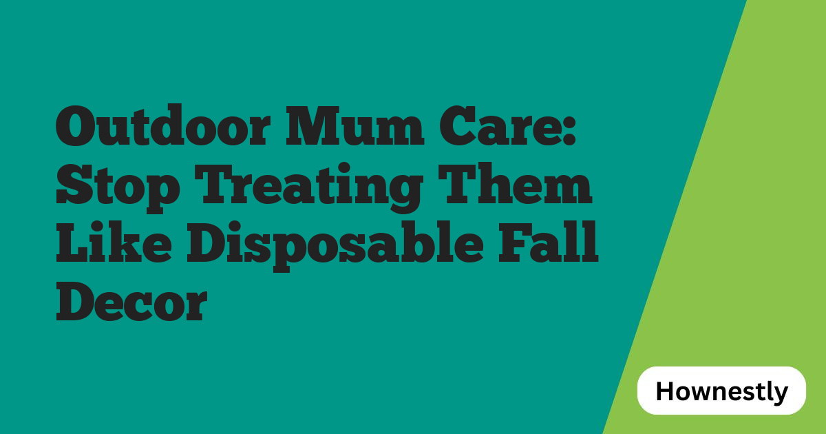 Outdoor Mum Care: Stop Treating Them Like Disposable Fall Decor