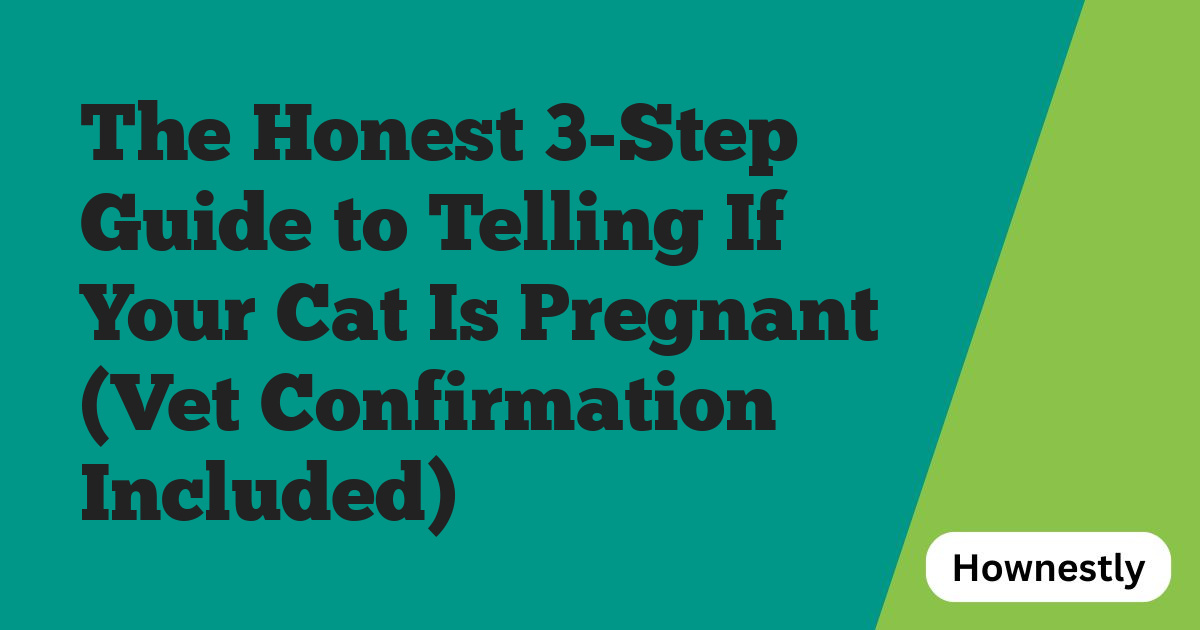 The Honest 3-Step Guide to Telling If Your Cat Is Pregnant (Vet Confirmation Included)