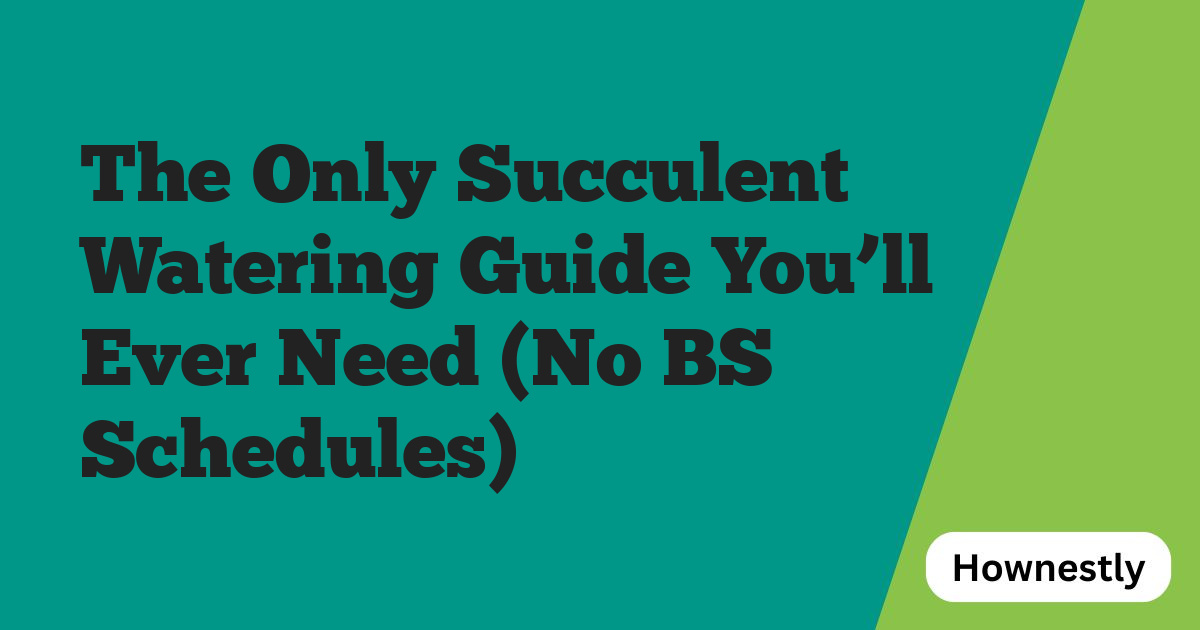 The Only Succulent Watering Guide You’ll Ever Need (No BS Schedules)