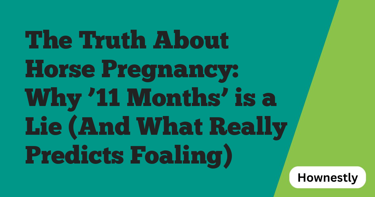 The Truth About Horse Pregnancy: Why ’11 Months’ is a Lie (And What Really Predicts Foaling)