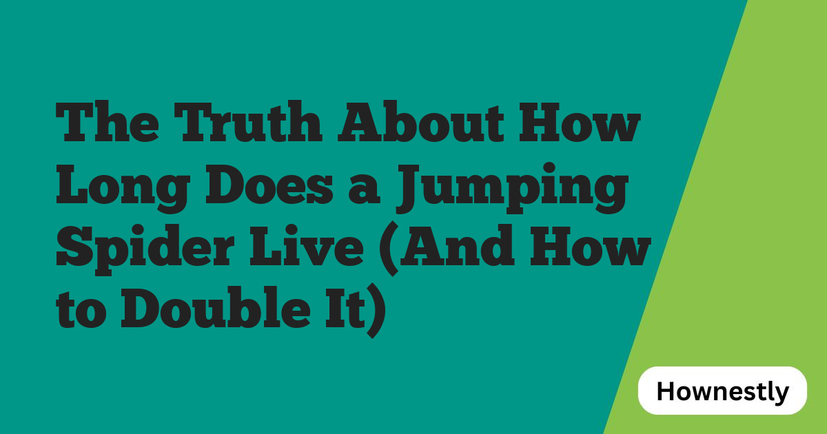 The Truth About How Long Does a Jumping Spider Live (And How to Double It)